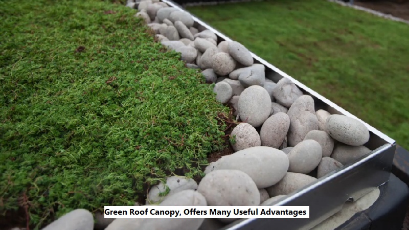 Green Roof Canopy