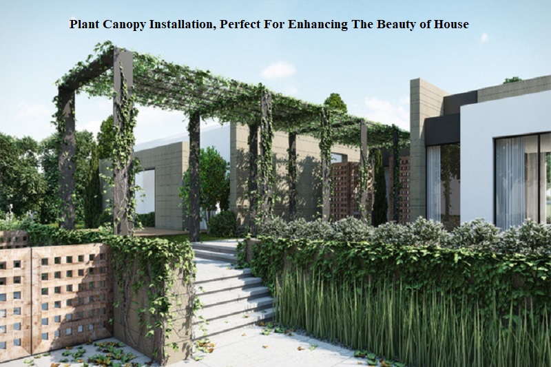 Plant Canopy